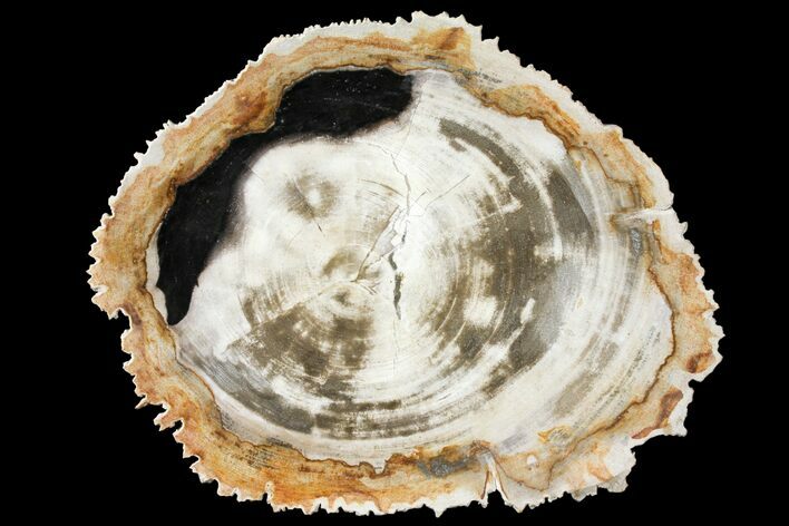 Tropical Hardwood Petrified Wood Dish - Indonesia #131451